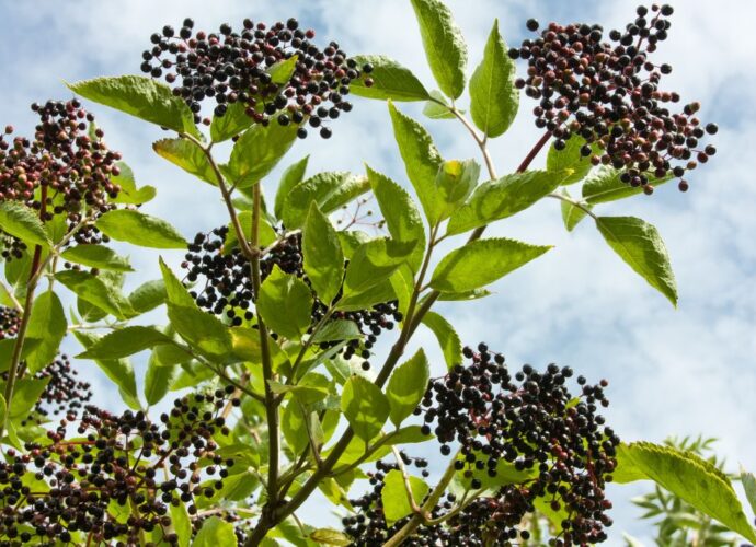 Krzew czarnego bzu z dojrzałymi owocami i zielonymi liśćmi