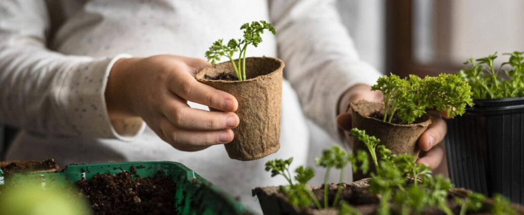 Rozsady pietruszki w doniczkach