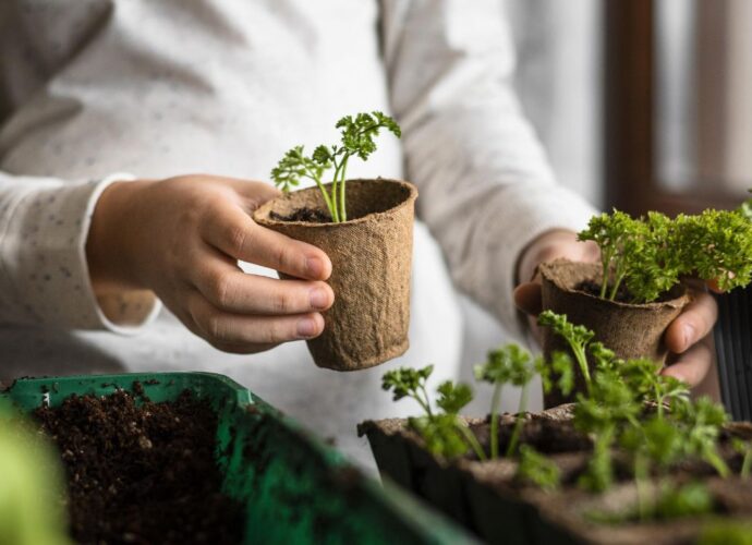 Rozsady pietruszki w doniczkach