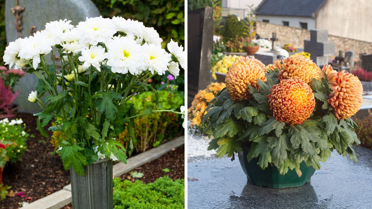 Dekoracje z chryzantem ciętych i doniczkowych na cmentarzu