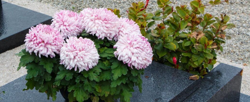 Chryzantemy - tradycyjna dekoracja nagrobków z okazji Wszystkich Świętych