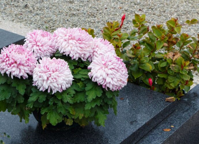 Chryzantemy - tradycyjna dekoracja nagrobków z okazji Wszystkich Świętych