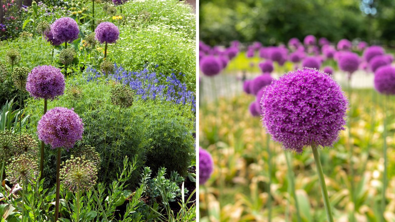 Czosnki ozdobne kwitnące w ogrodzie