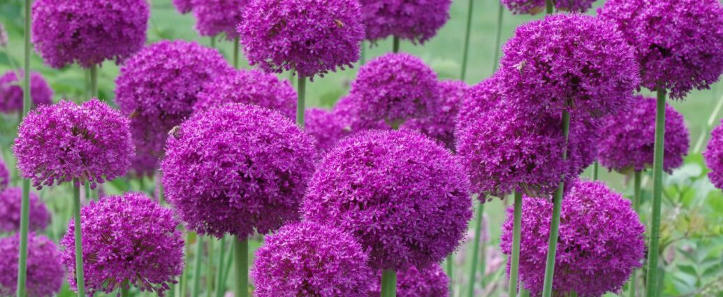 Czosnek ozdobny. Rabata z fioletowymi czosnkami ozdobnymi