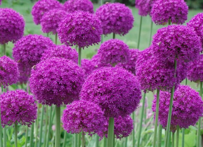 Czosnek ozdobny. Rabata z fioletowymi czosnkami ozdobnymi