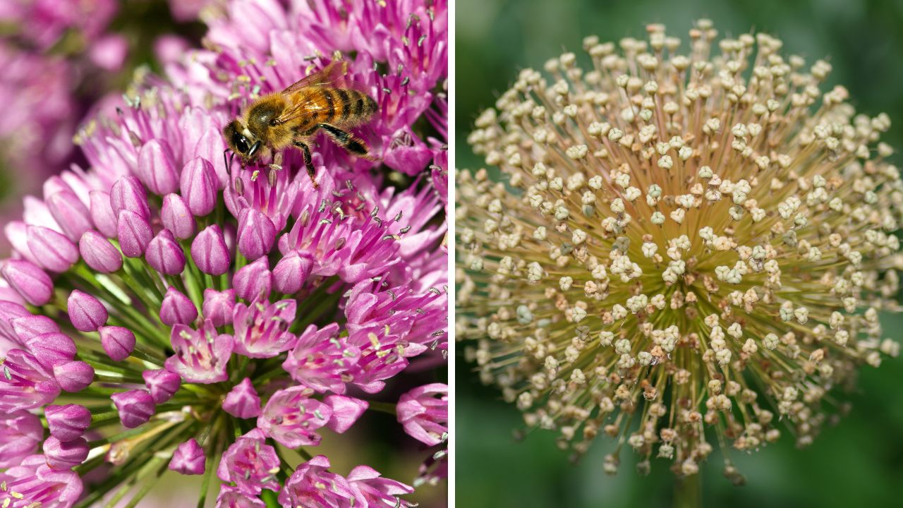 Czosnek ozdobny przyciąga owady i pięknie wygląda nawet po przekwitnięciu