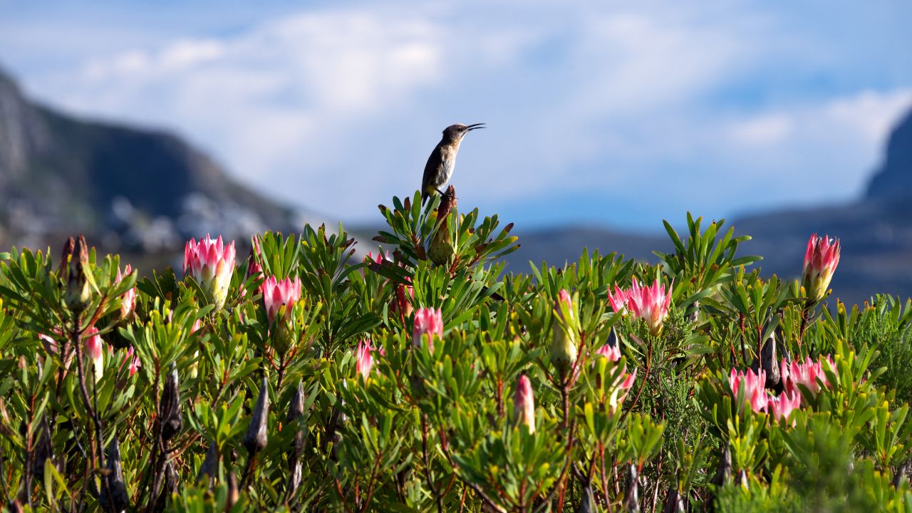 Kwitnące krzewy protei w Afryce Południowej