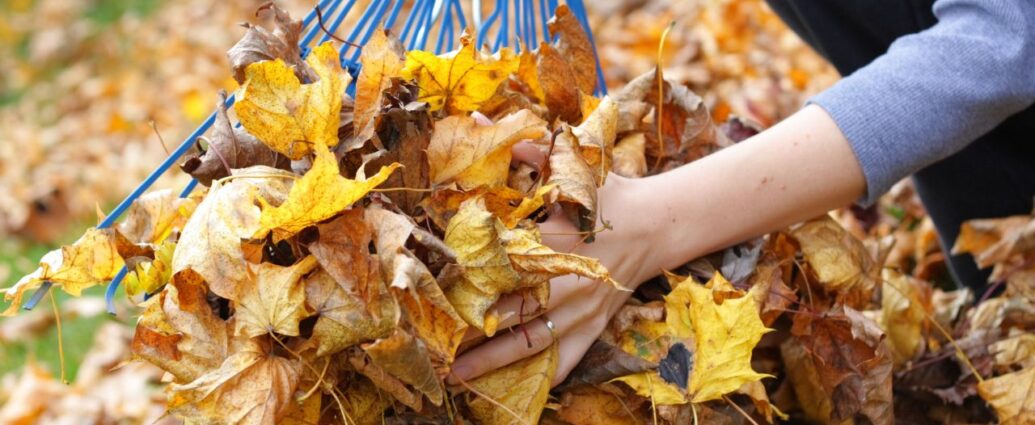 Grabienie liści w ogrodzie