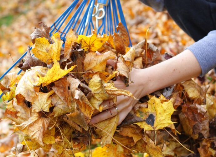 Grabienie liści w ogrodzie