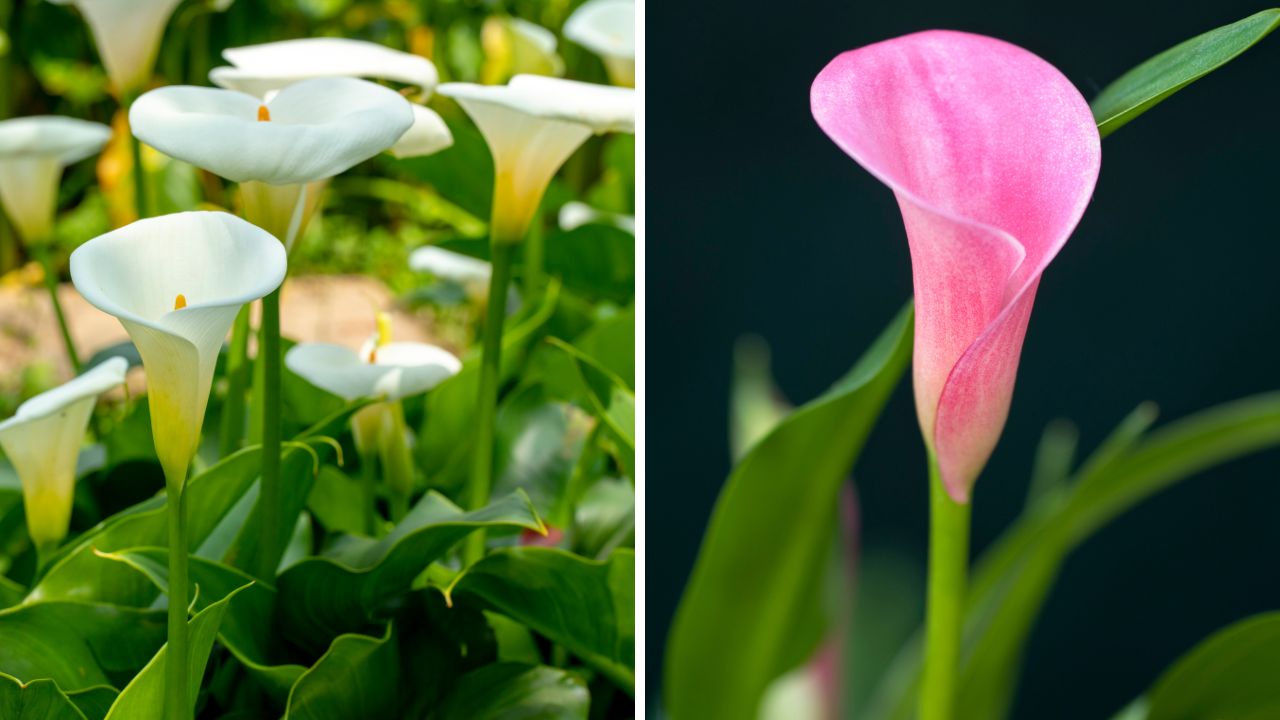 Kwitnące kalie doniczkowe