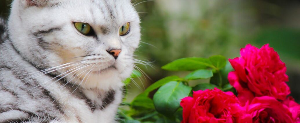 Kot i czerwone róże. Czy róże są bezpieczne dla kotów / Fot. Canva.com