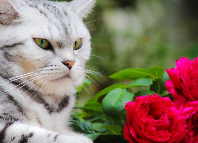 Kot i czerwone róże. Czy róże są bezpieczne dla kotów / Fot. Canva.com