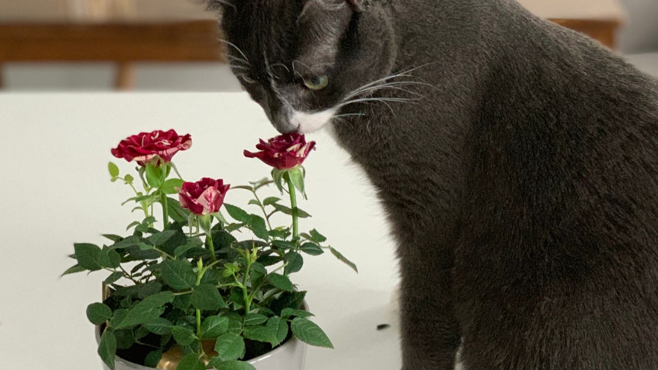 Kot skubie róże w doniczce / Fot. Canva.com