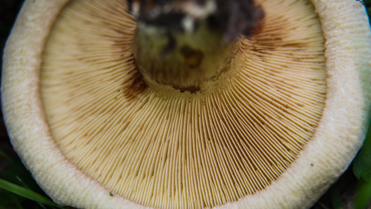 Kapelusz krowiaka podwinięty jest do dołu, a blaszki gęsto ułożone