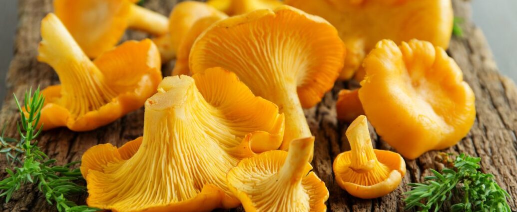 Kurki - jedne z najbardziej cenionych leśnych grzybów