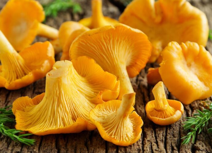 Kurki - jedne z najbardziej cenionych leśnych grzybów