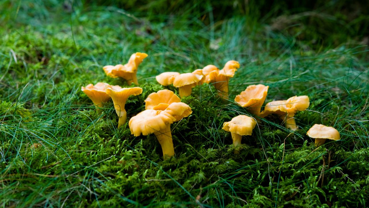 Kurki często rosną w mchu