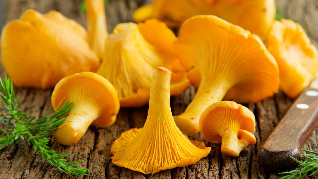 Świeże kurki na drewnianej desce / Fot. Canva.com