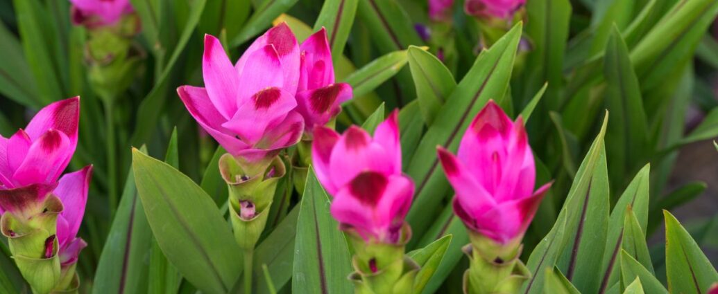 Kurkuma kwitnąca na różowo