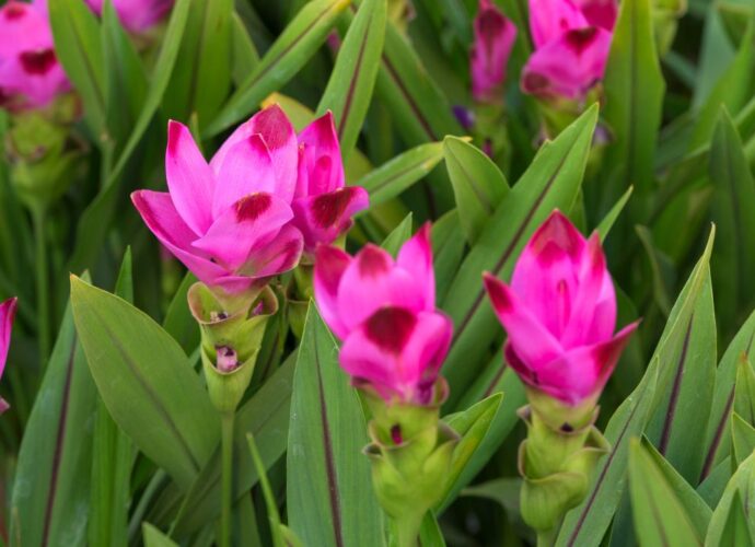 Kurkuma kwitnąca na różowo