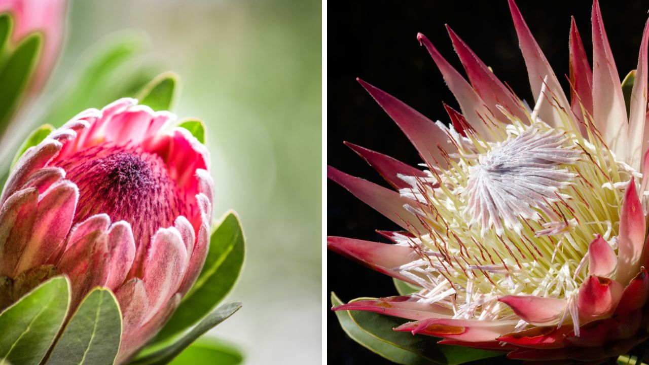 Protea królewska - srebrnik, kwiat Prometeusza