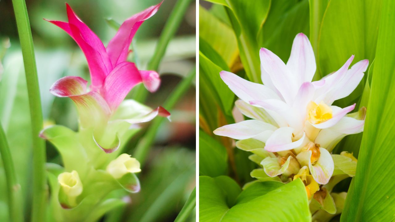 Kwiaty kurkumy - różowe i białe