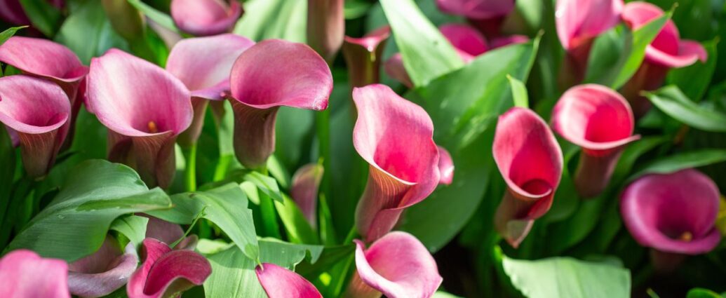 Kwitnące kalie z kwiatami w kolorze ciemnego różu