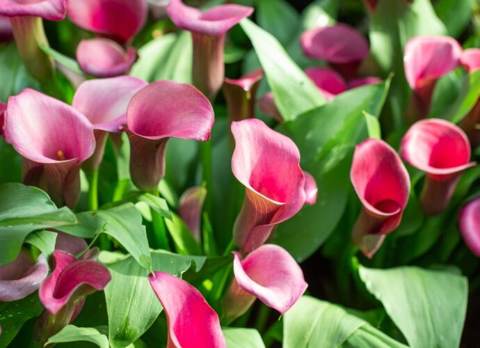 Kwitnące kalie z kwiatami w kolorze ciemnego różu