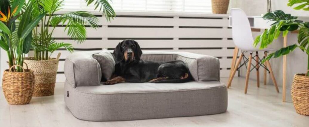 Pies na legowisku ortopedycznym