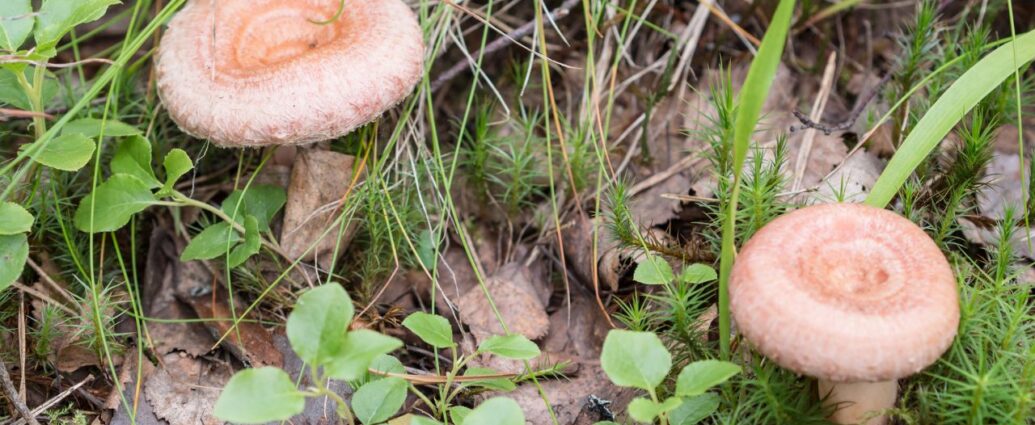 Mleczaj wełnianka - trujący grzyb podobny do rydza
