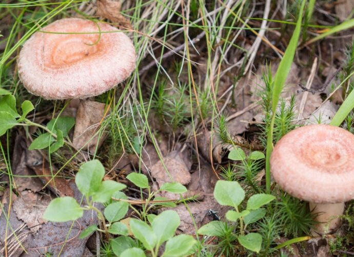 Mleczaj wełnianka - trujący grzyb podobny do rydza