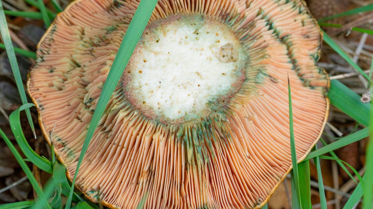 Mleczaj wełnianka nie wydziela pomarańczowego soku