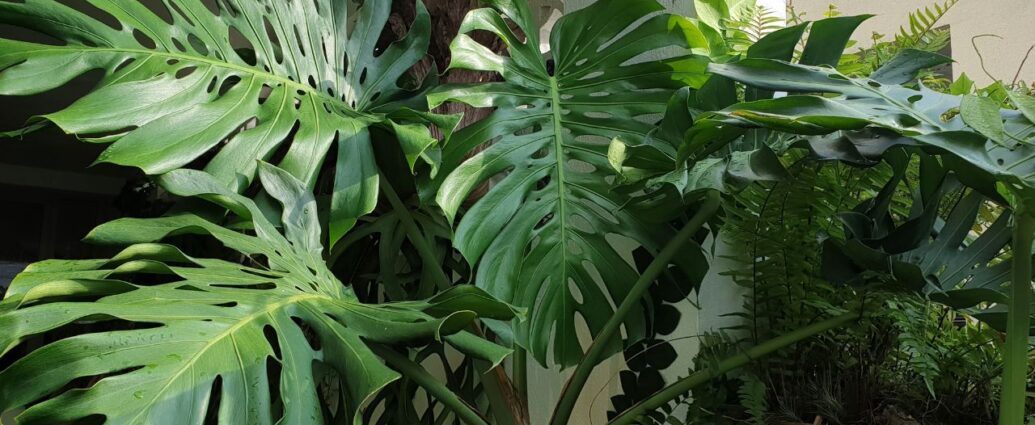 Monstera, roślina która często płacze / Fot. Canva.com