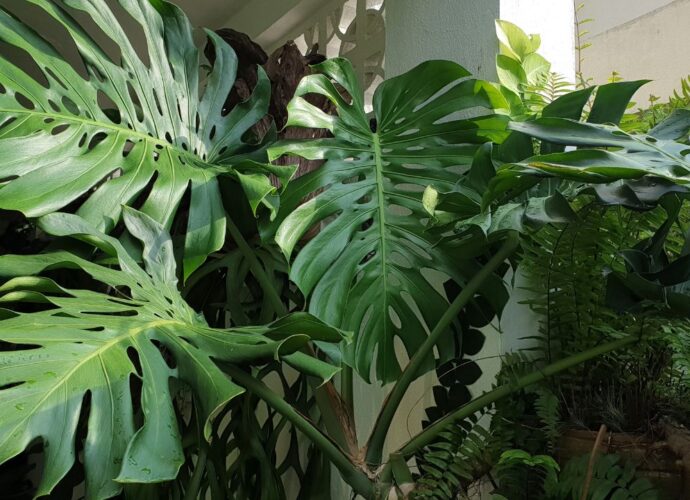 Monstera, roślina która często płacze / Fot. Canva.com