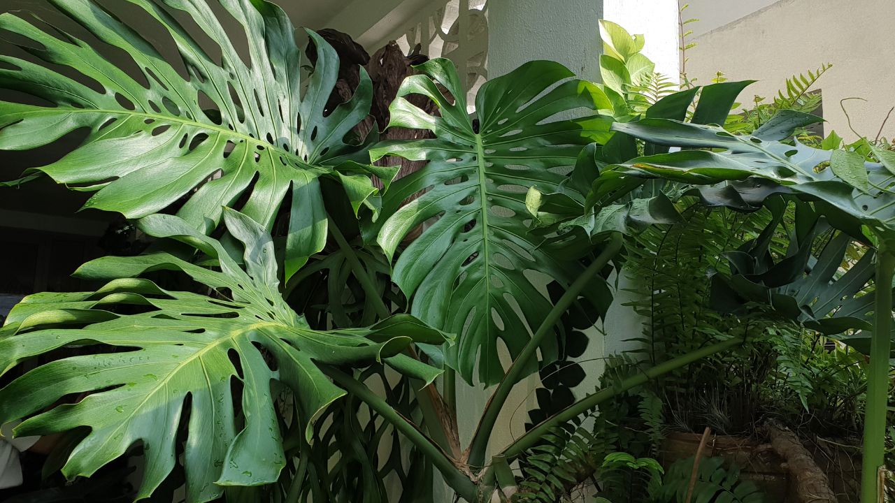 Monstera - roślina, która lubi kwaśne podłoże / Fot. Canva.com