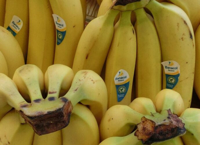 Banany z charakterystycznymi naklejkami