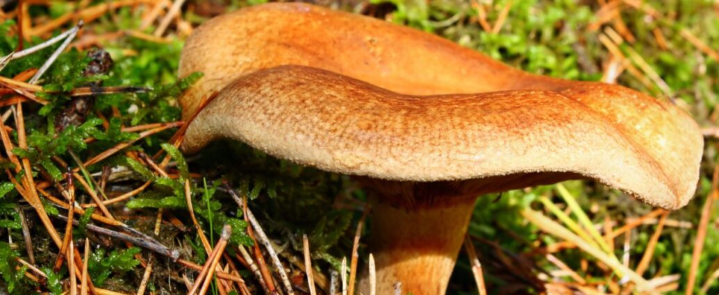 Olszówka, czyli krowiak pospolity. Trujący grzyb podobny do rydza