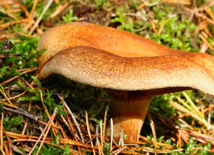 Olszówka, czyli krowiak pospolity. Trujący grzyb podobny do rydza