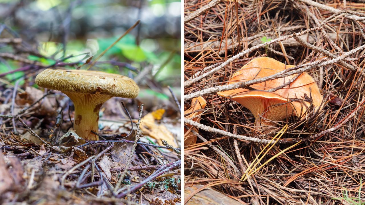 Olszówka, czyli krowiak podwinięty i rydz