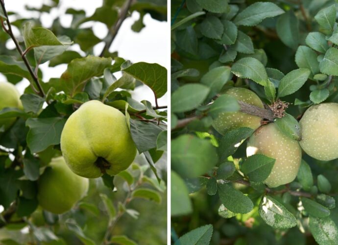 Pigwa i pigwowiec - owoce na wśród liści