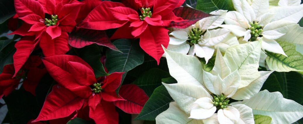 Gwiazda betlejemska, czyli poinsecja - symbol Bożego Narodzenia