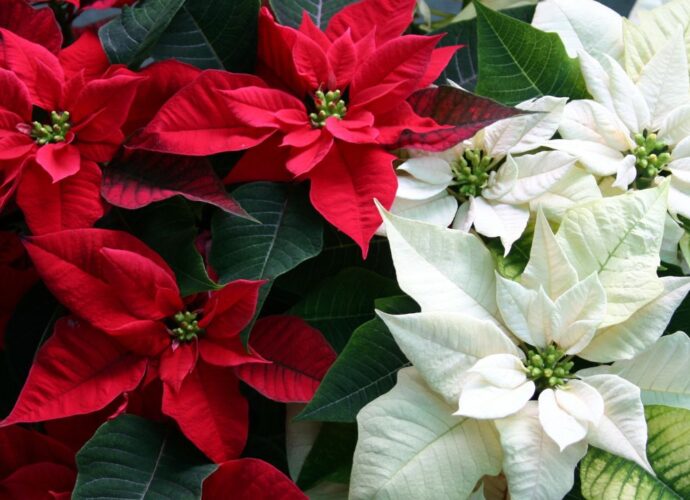 Gwiazda betlejemska, czyli poinsecja - symbol Bożego Narodzenia