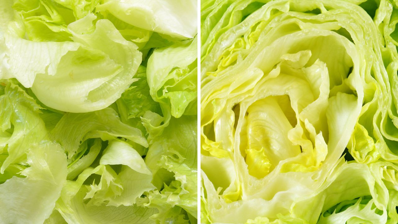 Pokrojona sałata lodowa