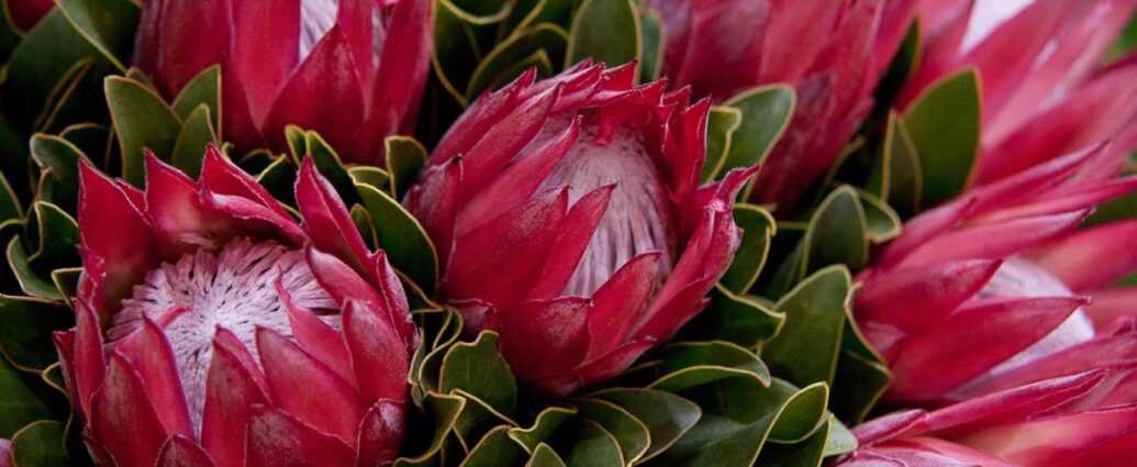 Protea królewska - egzotyczna piękność z Afryki