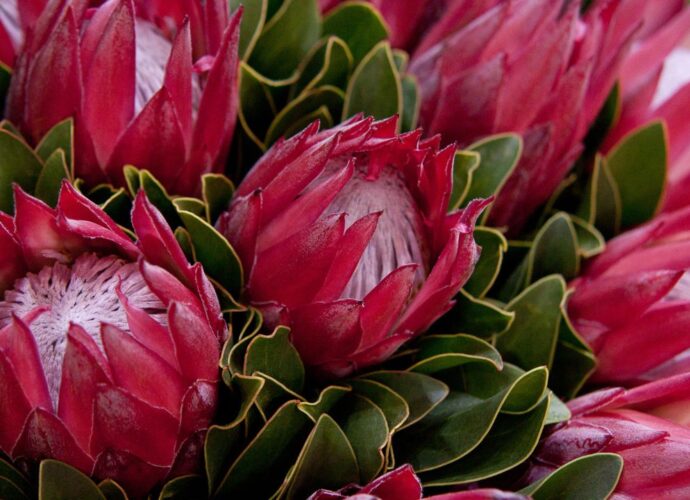 Protea królewska - egzotyczna piękność z Afryki