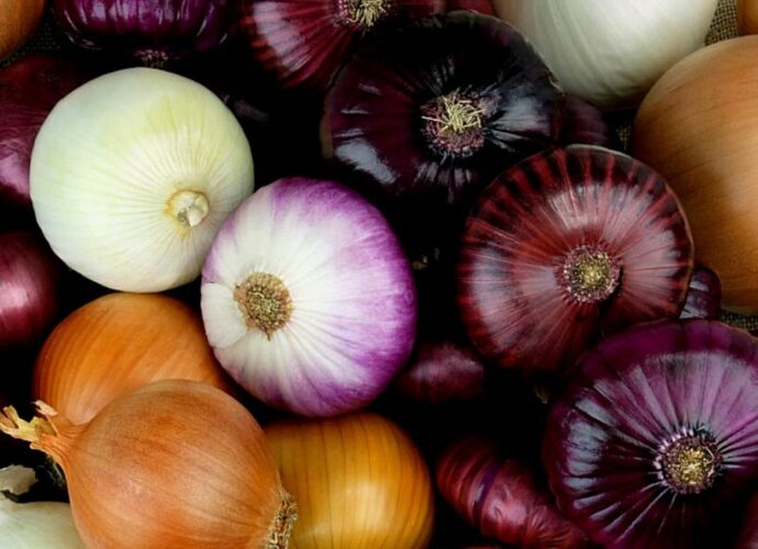 Różne rodzaje cebuli - żółta, białą i czerwona