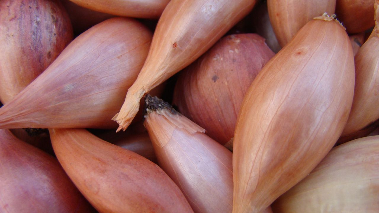 Szalotki