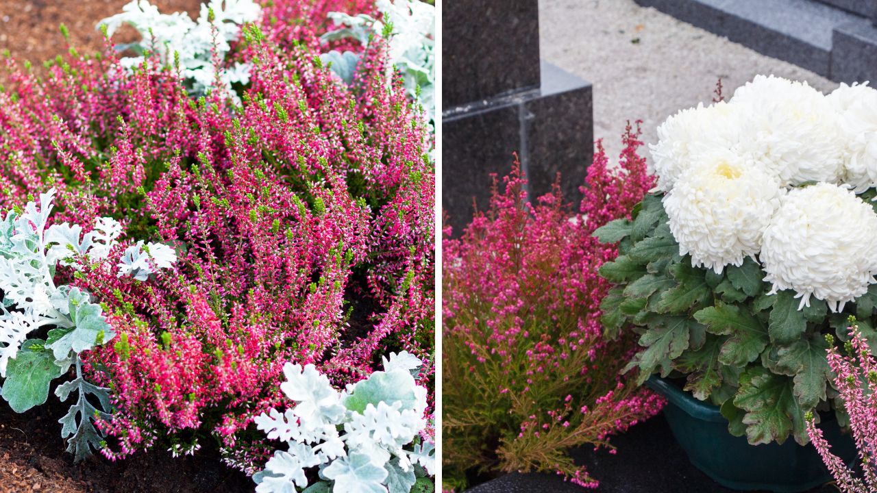 Kompozycja z wrzosów i starca popielatego oraz wrzośce i chryzantemy