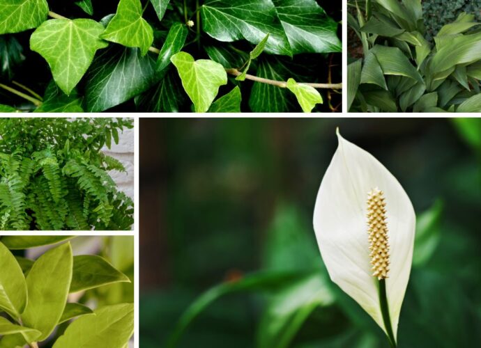 Pięć roślin doniczkowych, które dobrze rosną w cieniu: skrzydłokwiat, zamiokulkas, paproć, bluszcz i aspidistra