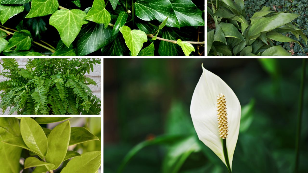 Pięć roślin doniczkowych, które dobrze rosną w cieniu: skrzydłokwiat, zamiokulkas, paproć, bluszcz i aspidistra